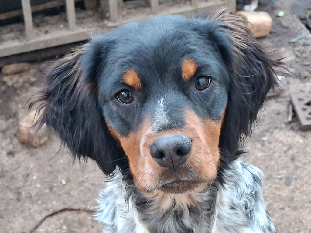 Agate du moulin de Leuville