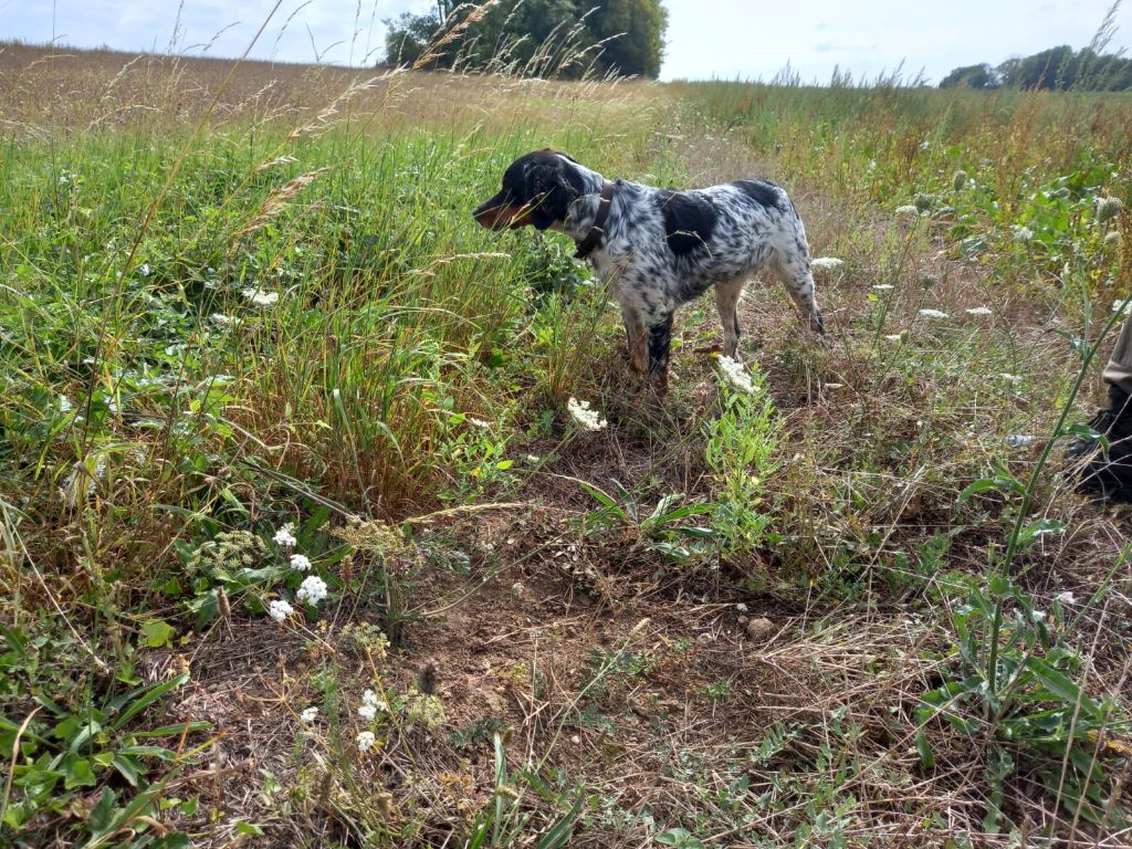 Vitale du moulin de Leuville