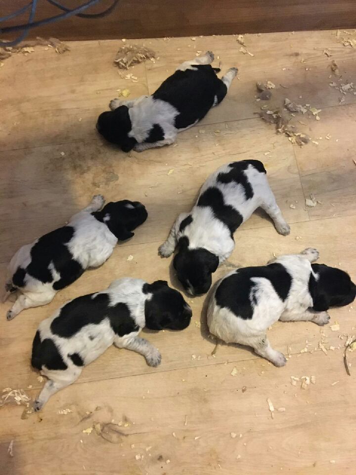 Les chiots de Ora X Oscar